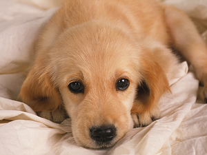 Information about puppy shots Information about puppy shots